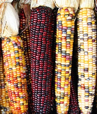 Flint Corn